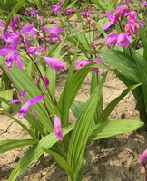 piante fiorite di Bletilla striata Thunb.Reichb.f. con piccoli fiori rosa crescono nel campo