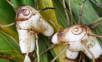 due tuberi freschi di Bletilla striata Thunb.Reichb.f.