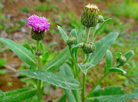 flowering plants of Cirsium setosum Willd.MB with pink flowers grow in field