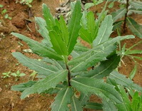 un arbuste de Cirsium setosum Willd.MB à feuilles vertes pousse dans le champ