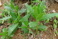deux arbustes de Cirsium setosum Willd.MB :plante en croissance