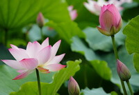 plusieurs plantes à fleurs de Nelumbo nucifera Gaertn avec des fleurs de lotus roses et des boutons floraux poussant dans un étang