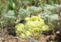 diverse piante di Orostachyl spinosus L.C.A.Mey. crescono in campo