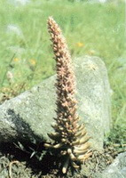 una pianta di Orostachys fimbriatus Turcz.Berg cresce in un campo d erba vicino ad una grande pietra