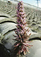 una pianta di Orostachys fimbriatus Turcz.Berg cresce tra le tegole del tetto