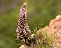 una pianta di Orostachys fimbriatus Turcz.Berg cresce tra le rocce con erba in pendenza