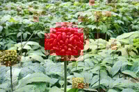 plantes fleuries de Panax notoginseng poussant dans les champs avec des épis de fruits rouges