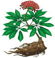 dessin coloré du Panax notoginseng, plante entière, racine, feuilles vertes et baies rouges
