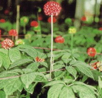 plantes fleuries de Panax notoginseng avec des fruits rouges poussant dans la forêt