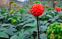 plantes de Panax notoginseng avec des épis de fruits rouges et des épis de fruits verts non matures poussant dans un champ