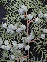 rami fruttiferi di Platycladus orientalis L. Franco. con molti frutti di colore blu chiaro