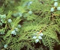 rametti fruttiferi di Platycladus orientalis L. Franco. con molti frutti di colore blu chiaro