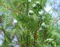 rametti fruttiferi di Platycladus orientalis L. Franco. con frutti che crescono in giornate soleggiate