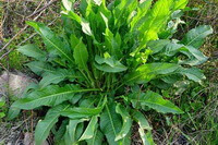des plantes de Rumex patientia L. avec de nombreuses feuilles vertes poussent dans l herbe