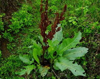 une plante de Rumex patientia L. avec des feuilles vertes et des épis bruns pousse dans un champ d herbe