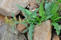 plusieurs plantes de Rumex patientia L. avec des feuilles vertes et des épis jaunes poussent dans les rochers