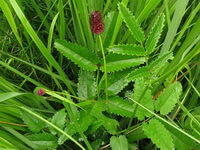 flowering plants of Sanguisorba officinalis L. with red flower grows in grass