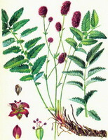 a colorful drawing of Sanguisorba officinalis L.,with root and stems,green leaves and red flowers