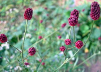 flowering plants of Sanguisorba officinalis L with red flowers grow in field