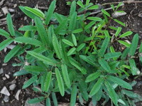 piante di Sanguisorba officinalis L.var.longifolia Bertol. Yü et Li. crescono in campo