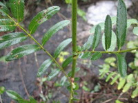 shrub of Sanguisorba officinalis L.var.longifolia Bertol. Yü et Li. with small green leaves