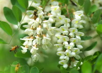 branches fleuries de Sophora japonica L. avec des épis de fleurs blanches pendantes et trois abeilles autour d elles