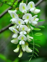 branche fleurie de Sophora japonica L. avec des épis de fleurs blanches pendantes