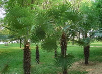 plusieurs arbres de Trachycarpus fortunei H.Wendl. avec des feuilles vertes poussent dans un champ