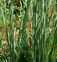 les plantes de Typha angustata Bory et Chaub. poussent en grappe