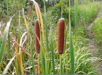 Plantes en croissance de Typha angustifolia L. avec deux pointes brunâtres