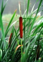 Les plantes fructifères de Typha latifolia avec deux épis poussent dans un lac