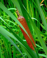 une plante de Typha orientalis Presl avec un épi brunâtre et des feuilles vertes