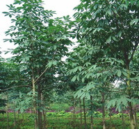 alberi di Aesculus chinensis Bge crescono in un campo
