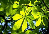 foglie di Aesculus chinensis Bge in una giornata di sole