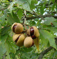 albero fruttifero di Aesculus chinensis Bge con diversi frutti appesi ai rami