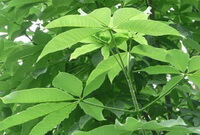 foglie di Aesculus chinensis Bge.var.chekiangensis Hu et Fang Fang.