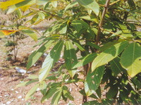 albero di Aesculus wilsonii Rehd con molte foglie cresce in un campo soleggiato