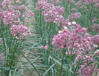 pianta fiorita di Allium chinense G. Don.
