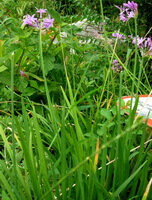 flowering plants of Allium chinense G. Don. with several pink flowers grow in a cluster