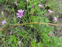 pianta fiorita di Allium chinense G. Don. cresce in un campo