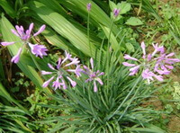 flowering plant of Allium chinense G. Don. with pink flowers and many green leaves grow in a field