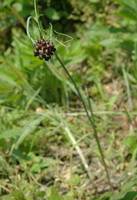 pianta fiorita di Allium macrostemon Bunge con fiore viola