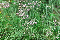 piante da fiore di Allium macrostemon Bunge con molti piccoli fiori bianchi