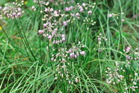 flowering plants of Allium macrostemon Bunge with many small white flowers