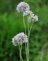 flowering plant of Allium macrostemon Bunge with several lilac flowers