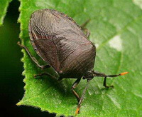 un insetto vivente di Aspongopus chinensis Dallas striscia su una foglia verde