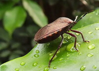 un insetto vivo di Aspongopus chinensis Dallas su una foglia verde