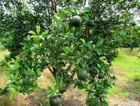 a fruiting tree of Citrus aurantium L grow in field with green fruits