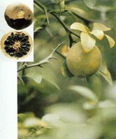 fruiting tree and dried fruits of Citrus medica L.