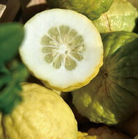 fresh fruits of Citrus medica L.